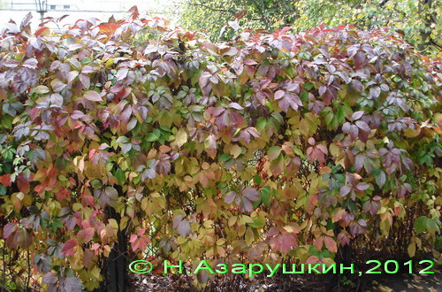 Виноград девичий по осени меняет окраску листвы